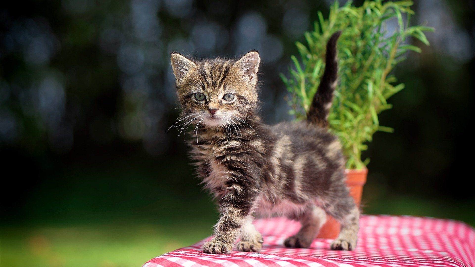 _未来运动配件:智能手环、动力鞋全面升级_,智能运动手环怎么使用教程