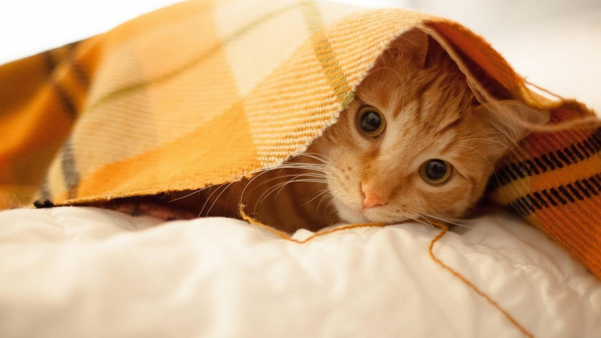 “巨星赋能:领衔球队的超级巨星们”,超级巨星足球俱乐部