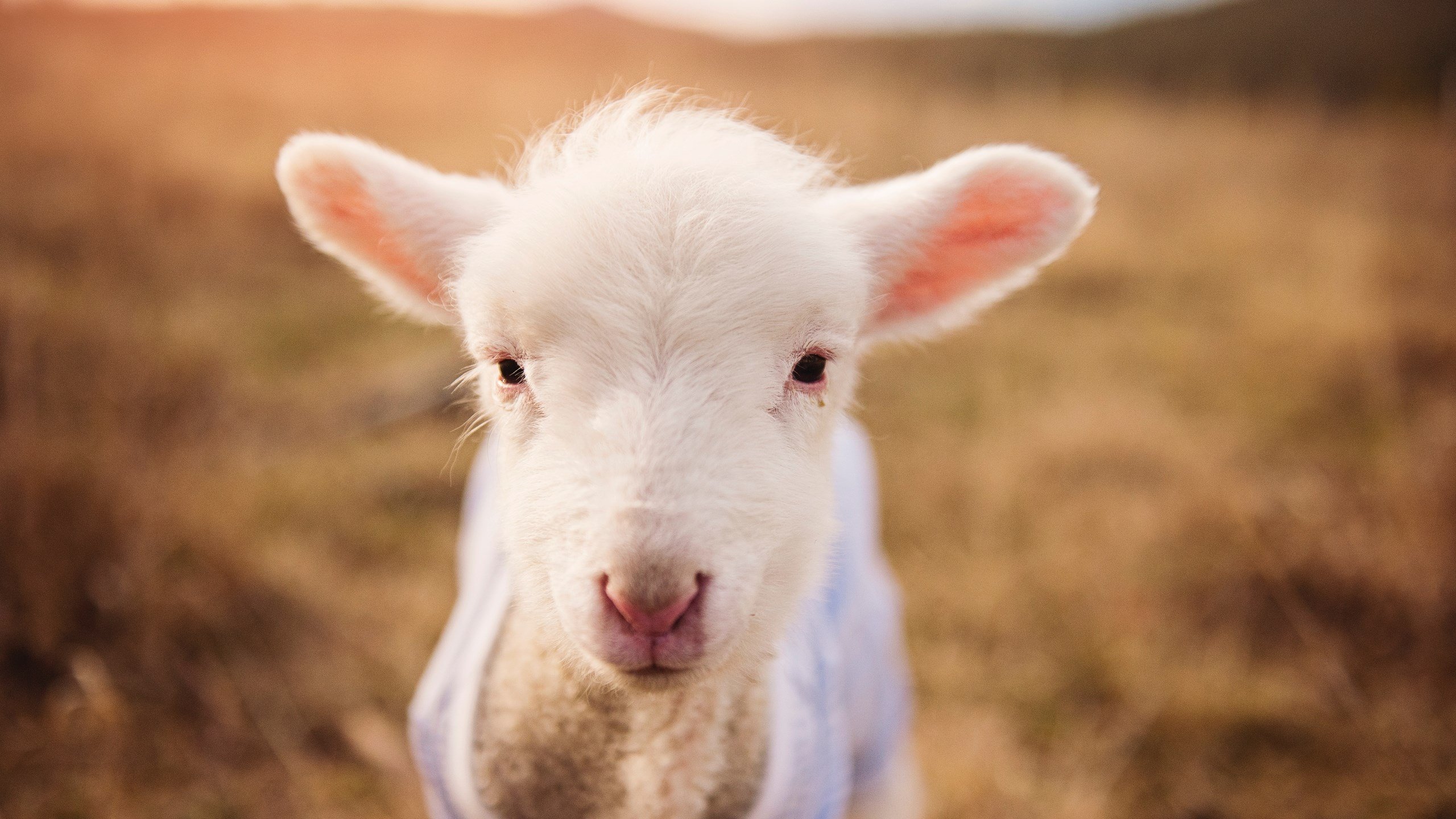 【冠军心法】丁俊晖:用训练塑造无懈可击的心态,丁俊晖训练视频