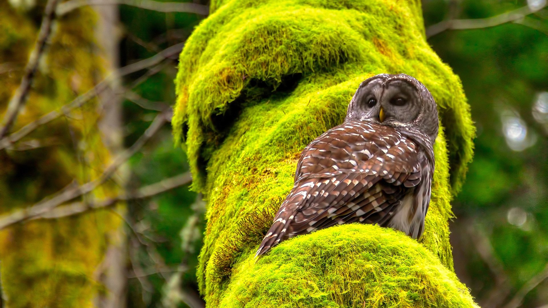 加维因伤缺席欧洲杯,加维巴萨个人资料