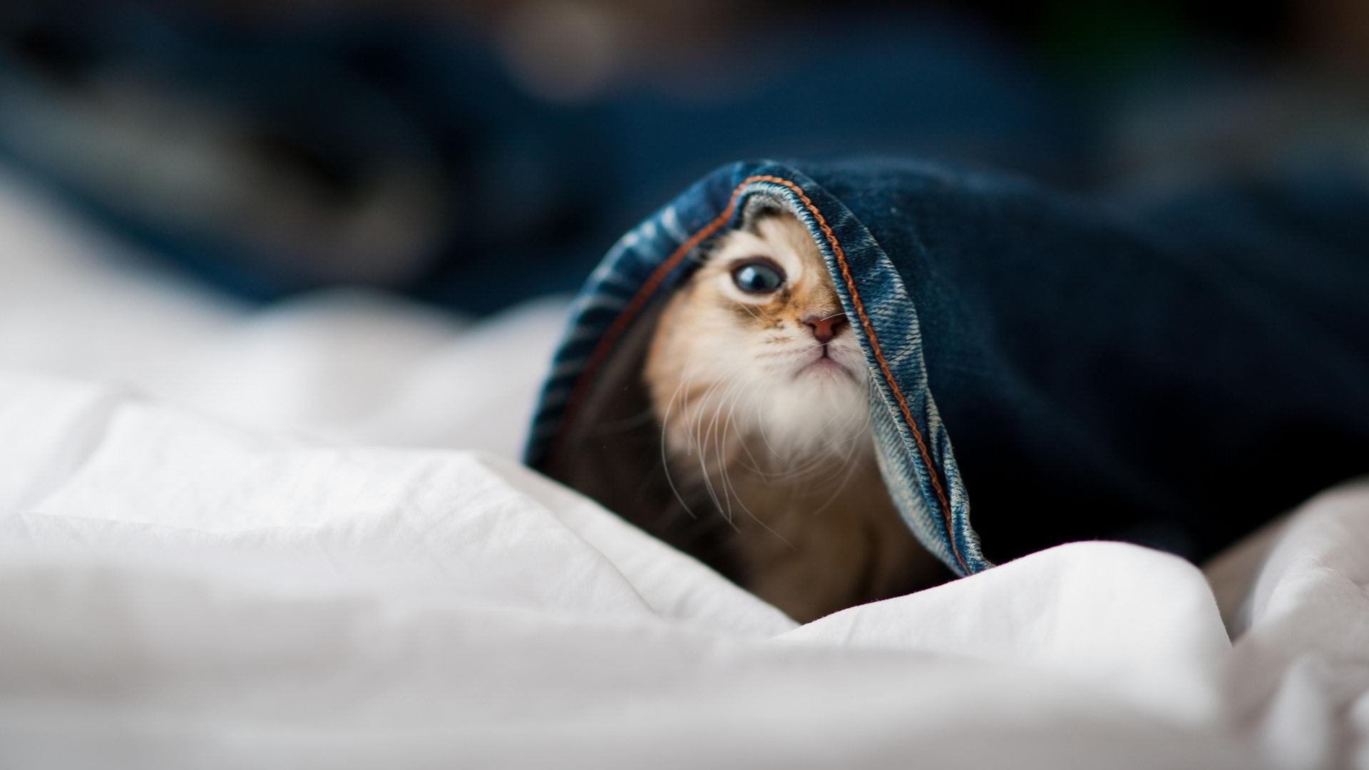 KAIYUN 中国大陆-创新电竞内容制作，虚拟主播助阵大型赛事，虚拟化电子竞技