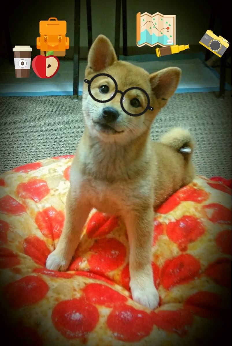 日本马术协会授予高桥洋子“年度最佳马匹护理员”称号。，高桥洋子摄影师