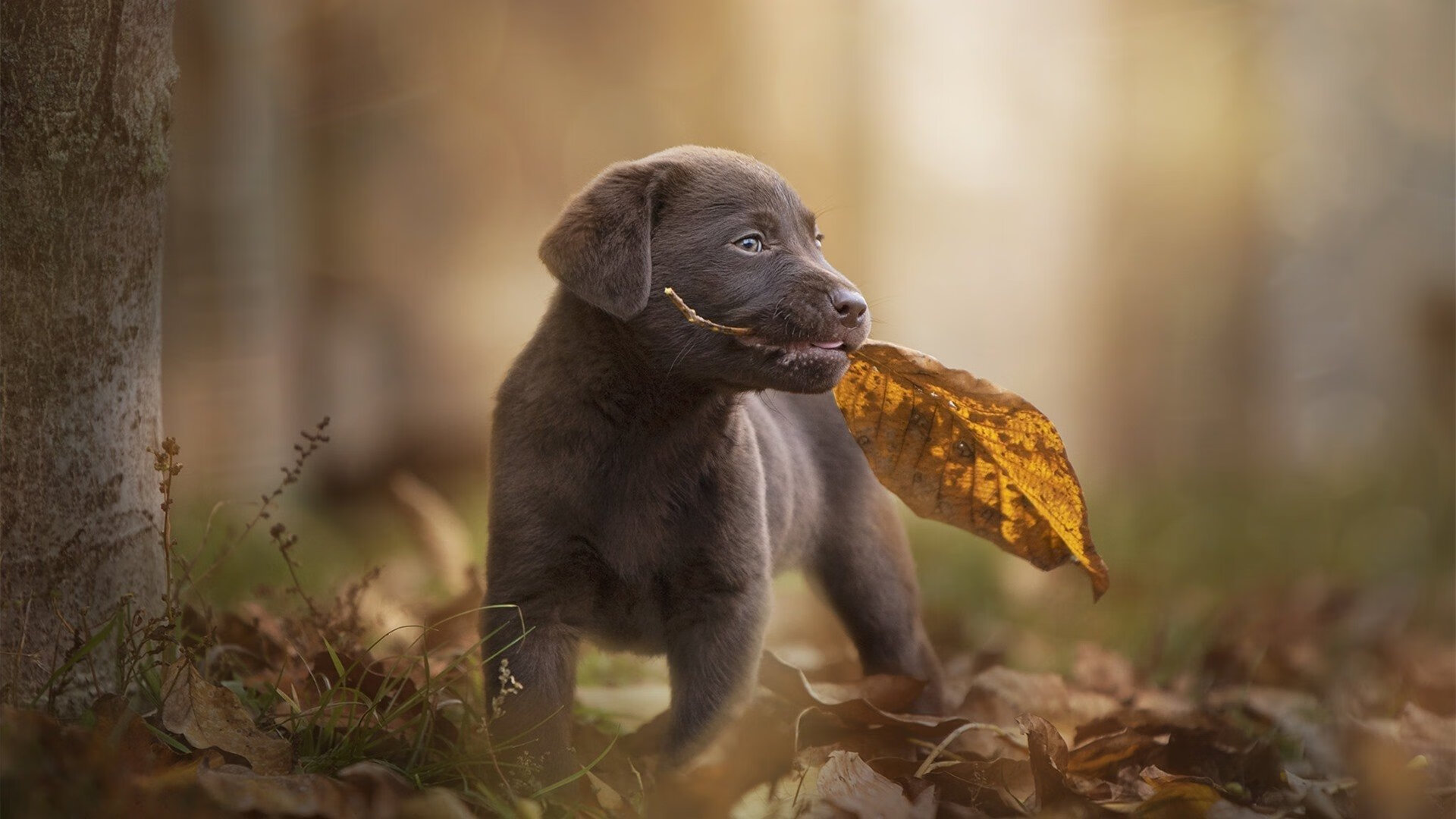 篮球裁判员资格认证体系升级，篮球裁判员资格证书
