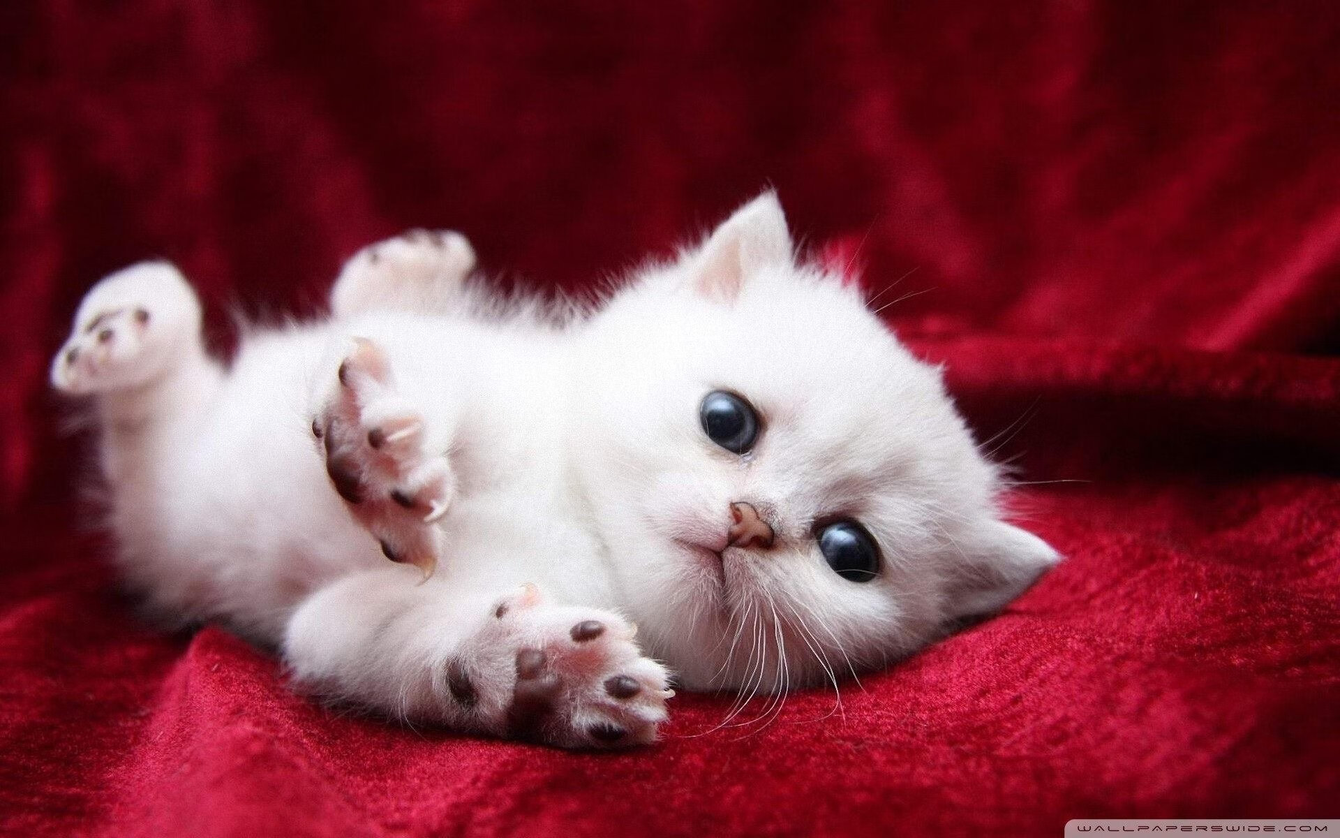 公牛队后卫拉文连续三场得分破,公牛队的拉文是扣篮王吗