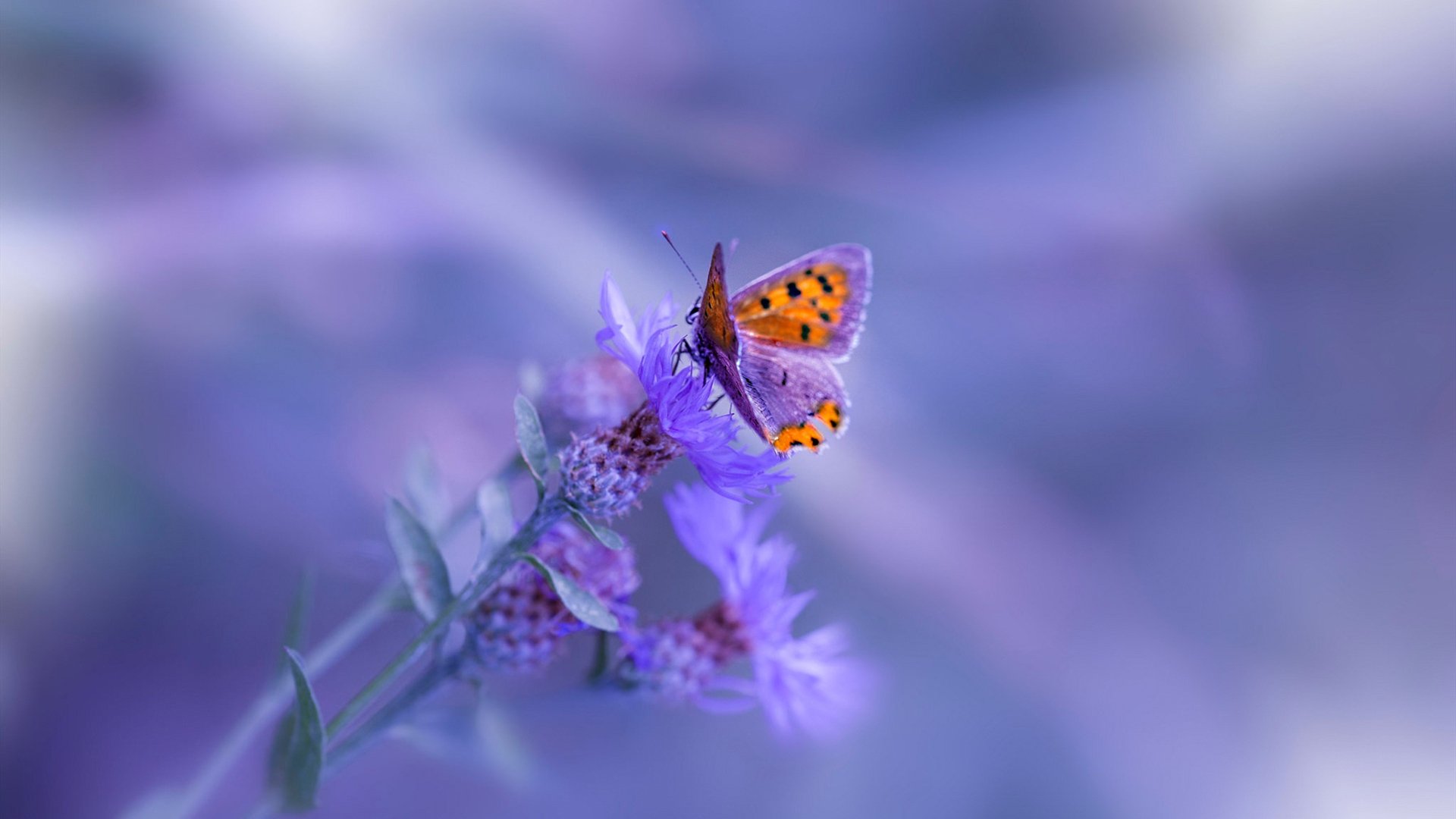 开云入口-联盟是否应出台标准化战术评分，联盟规定要求