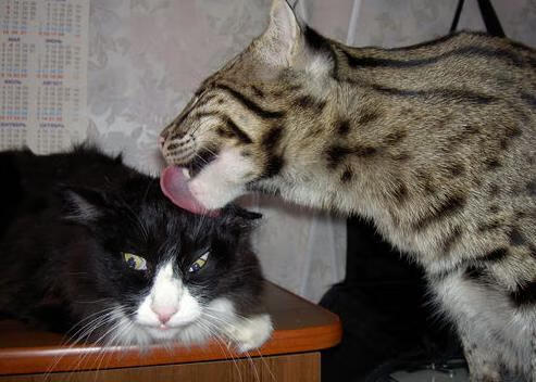 韩国Dota 2战队亮相亚洲邀请赛，韩国dota2mvp