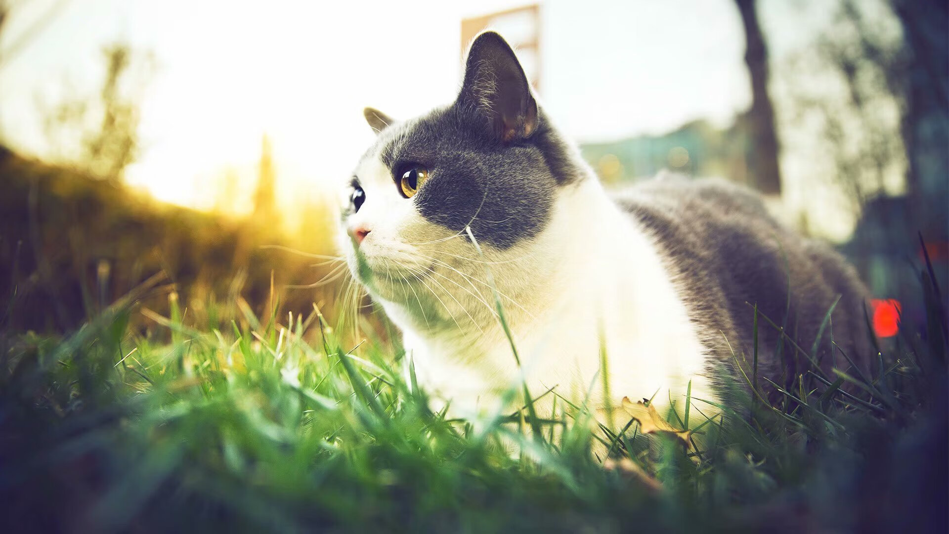 Kaiyun官方登录入口-鹿岛鹿角大胜对手，晋级希望渐增，鹿岛鹿角图片