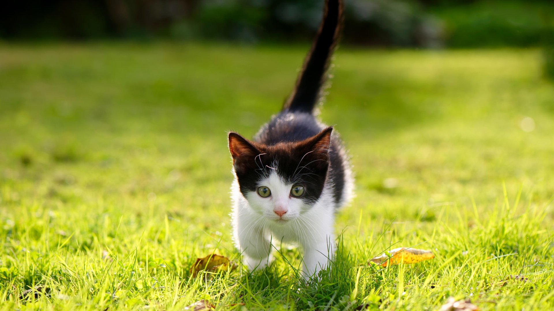 NBA球员伤病预测与康复技术创新，nba球员伤病资讯