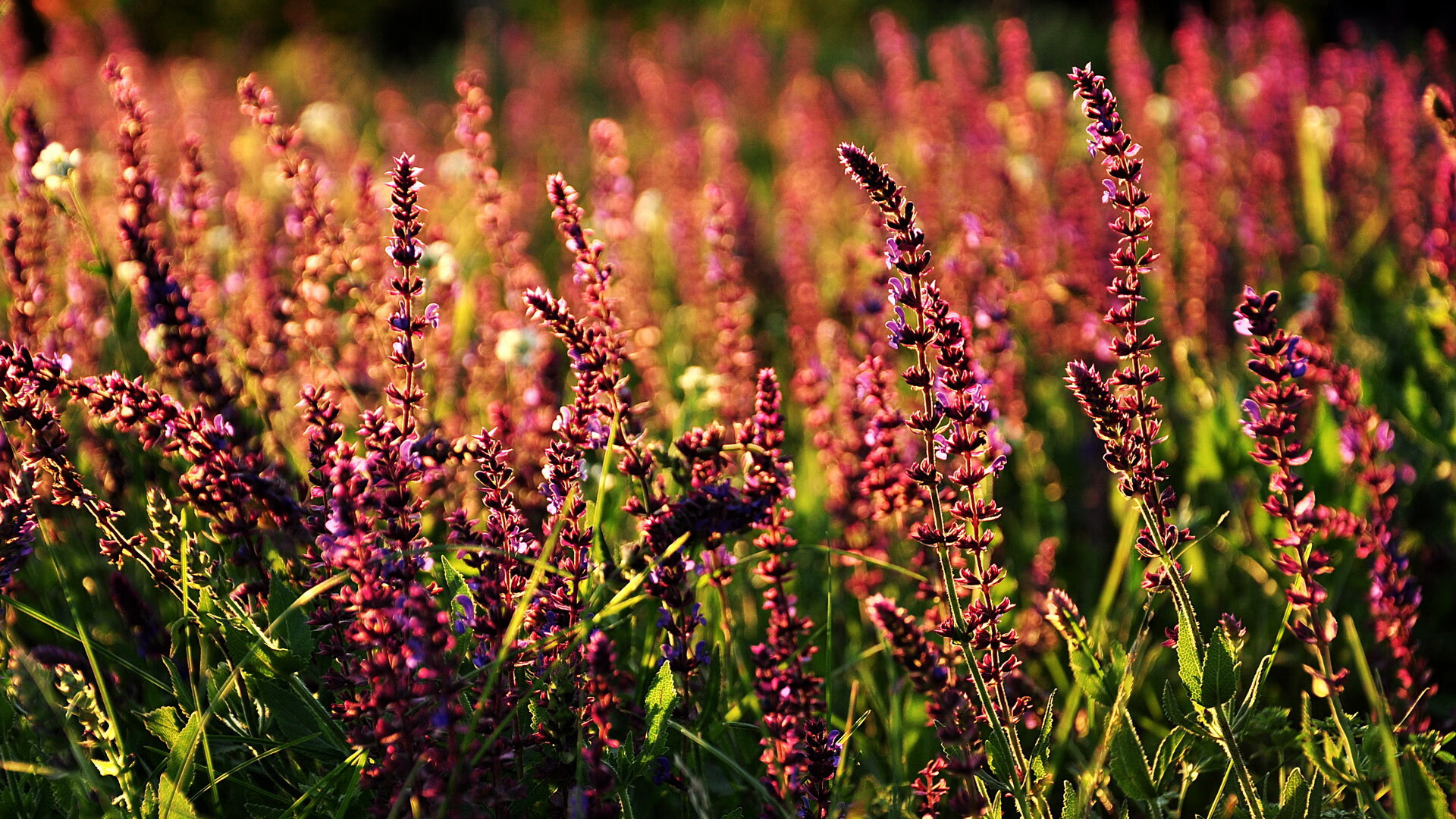 后防线传球稳定性是否优于高压出球策略，足球后防线是什么意思