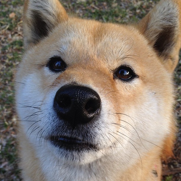 开云官方网站-“亚戈·卡尔曼：攻防兼备的橄榄球天才，成就阿根廷美洲狮队辉煌未来”