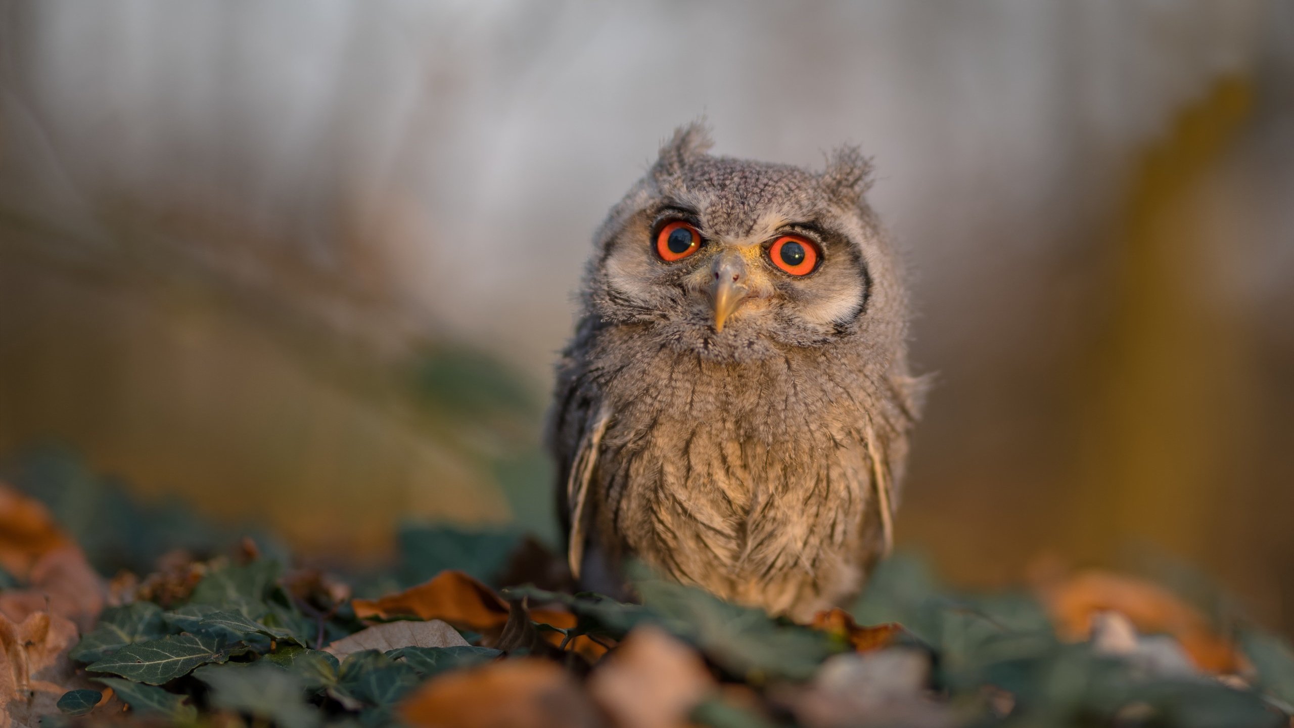 开云官方网页登录-庞蒂稳扎稳打锁定决赛席位，庞蒂克1967