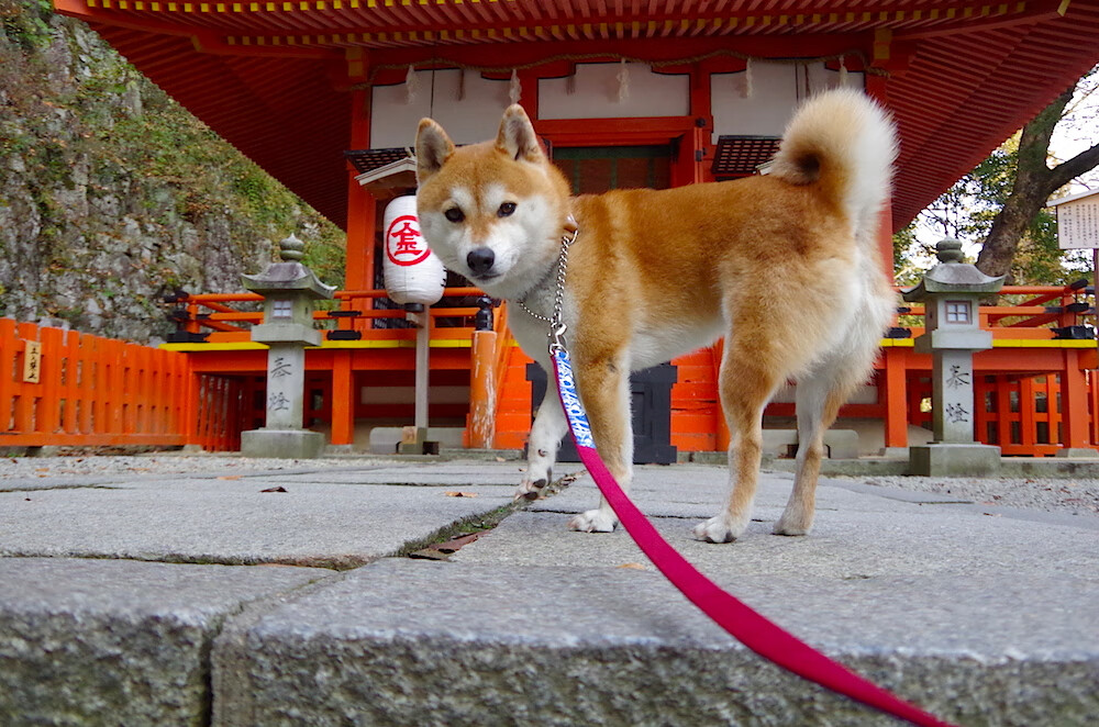 意甲精彩配合:精彩瞬间层出不穷!,意甲录像集锦