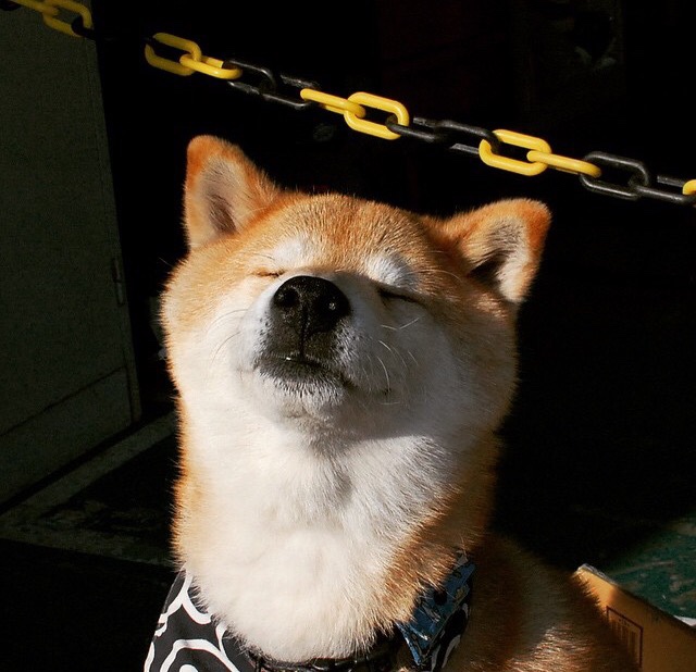 爱尔兰橄榄球赛事收视率创新高,爱尔兰橄榄球队