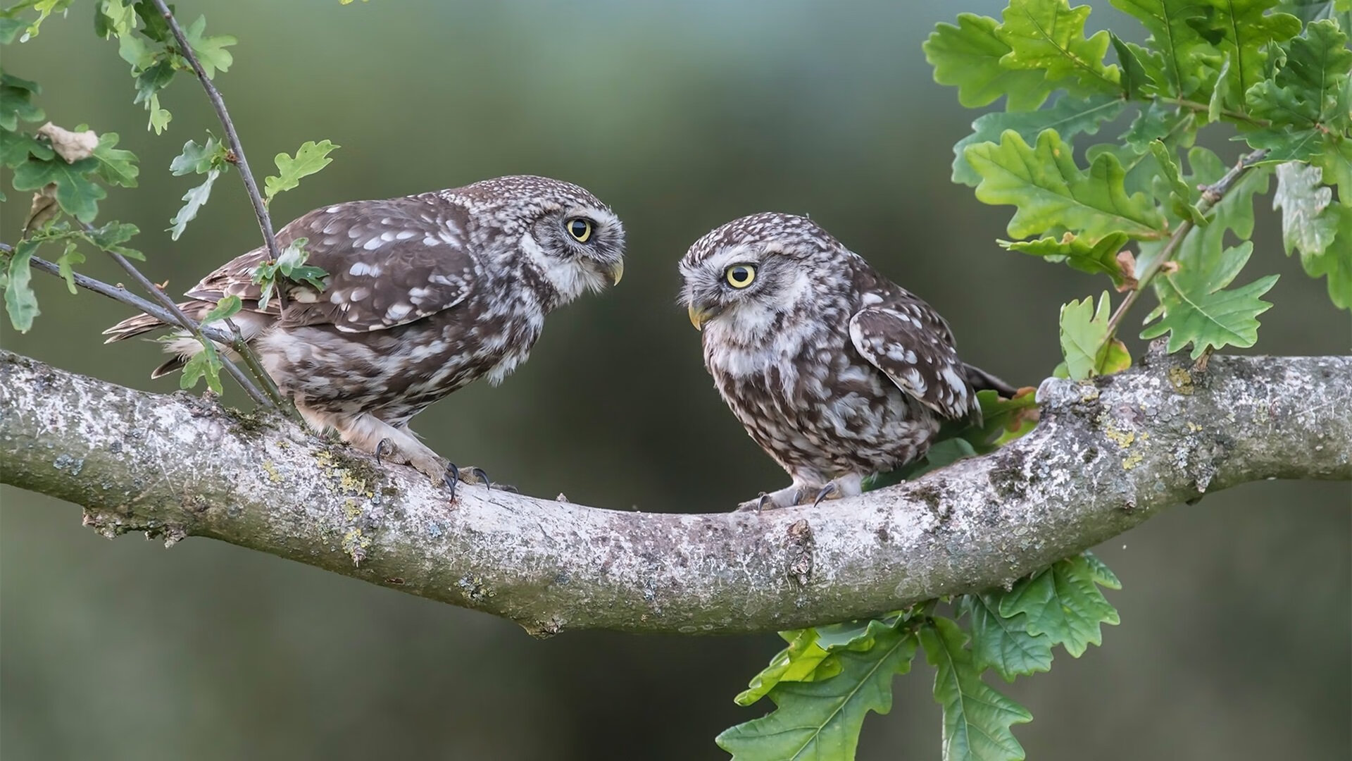 KAIYUN 中国大陆-苏炳添与年轻选手交流起跑技术细节，苏炳添的起跑技术
