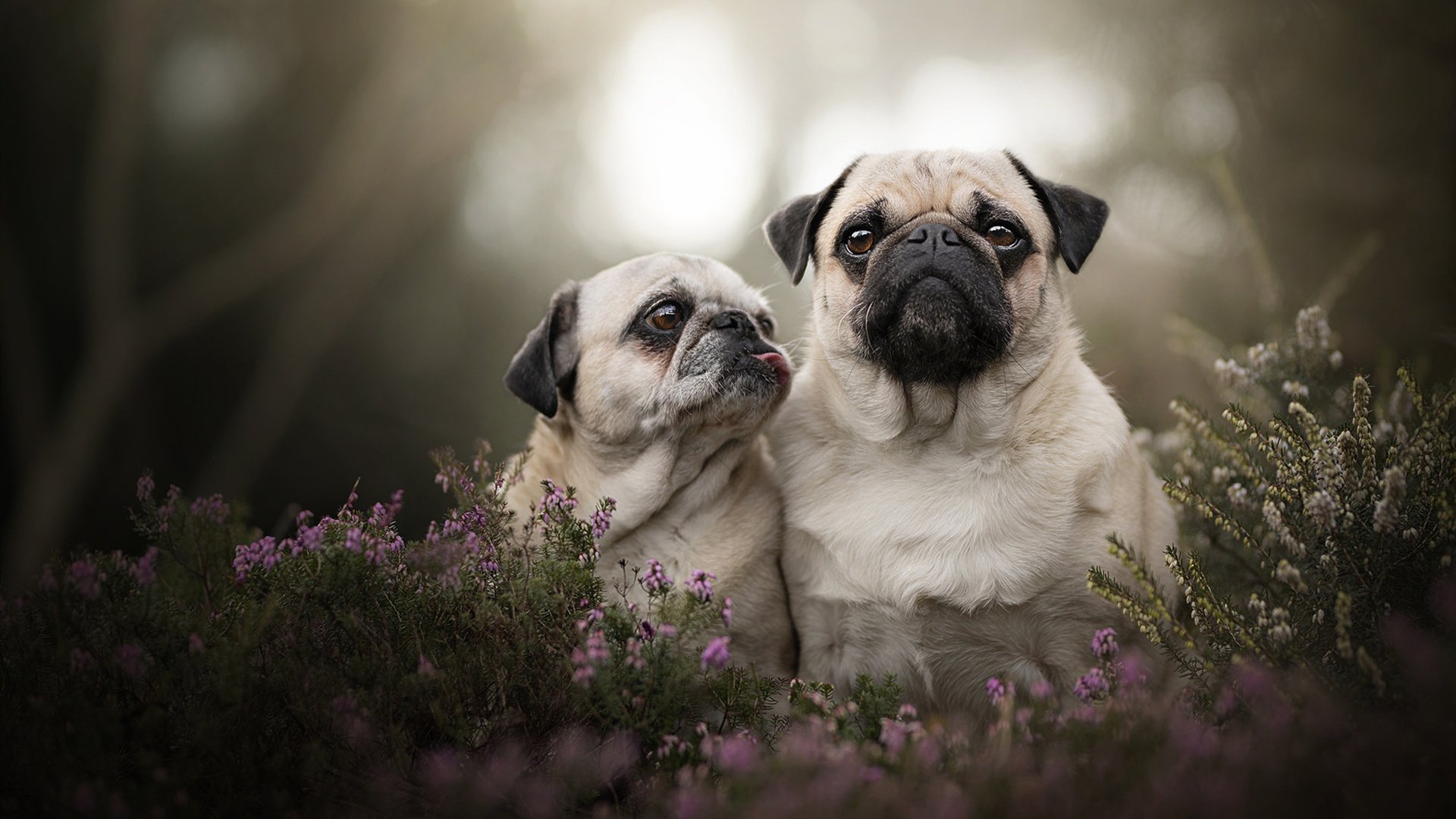 袋鼠队在橄榄球冠军锦标赛中的主场优势日益突出，袋鼠比赛的规则