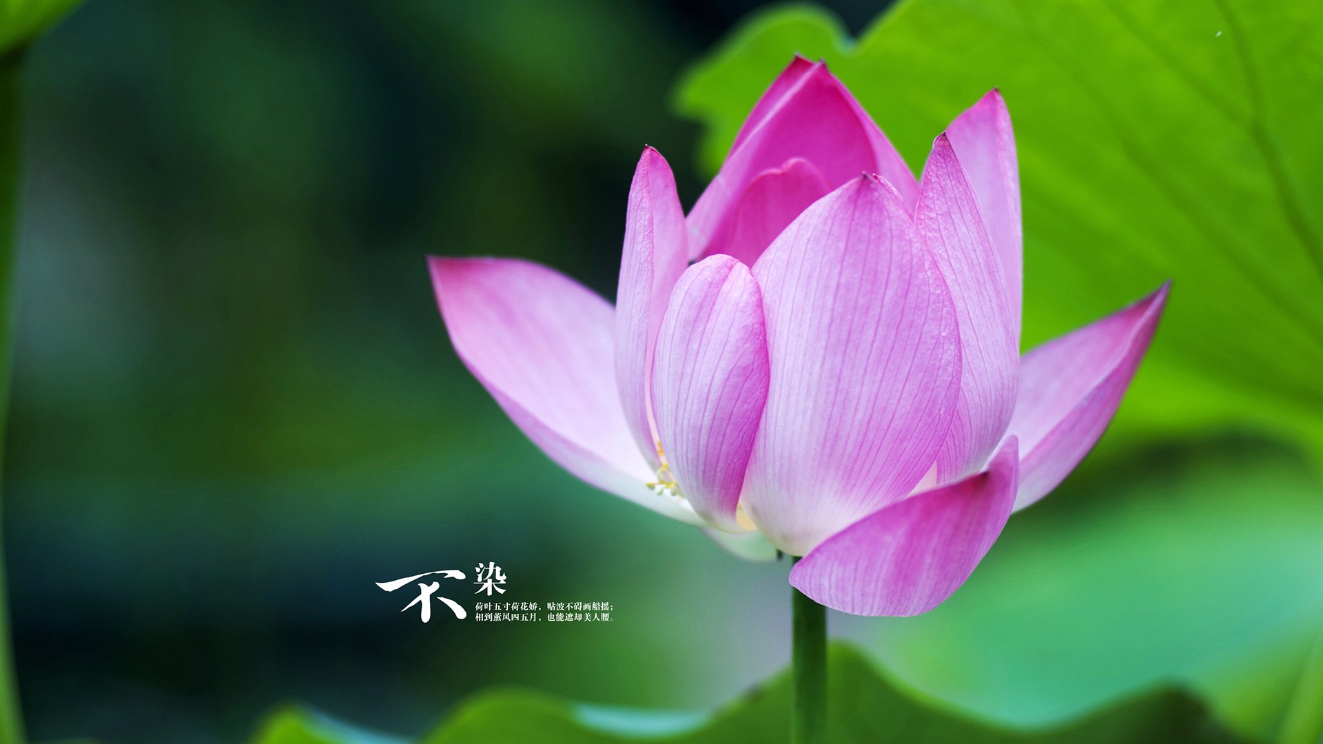 袋鼠队在橄榄球冠军锦标赛中的主场优势日益突出，袋鼠比赛的规则