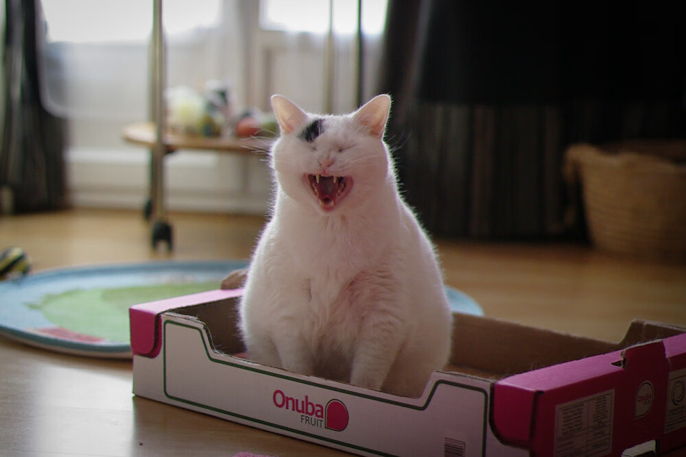 开云体育-阿森纳青训系统再获肯定，发掘出未来天才